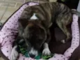 Zoe