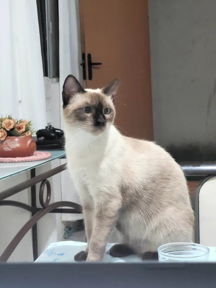 Gato ra a  idade 2 a 6 meses nome Chokito E Lilica