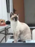 Chokito E Lilica