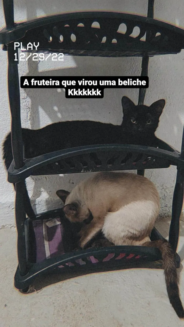 Gato ra a  idade 2 a 6 meses nome Chokito E Lilica