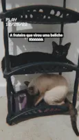 Chokito E Lilica