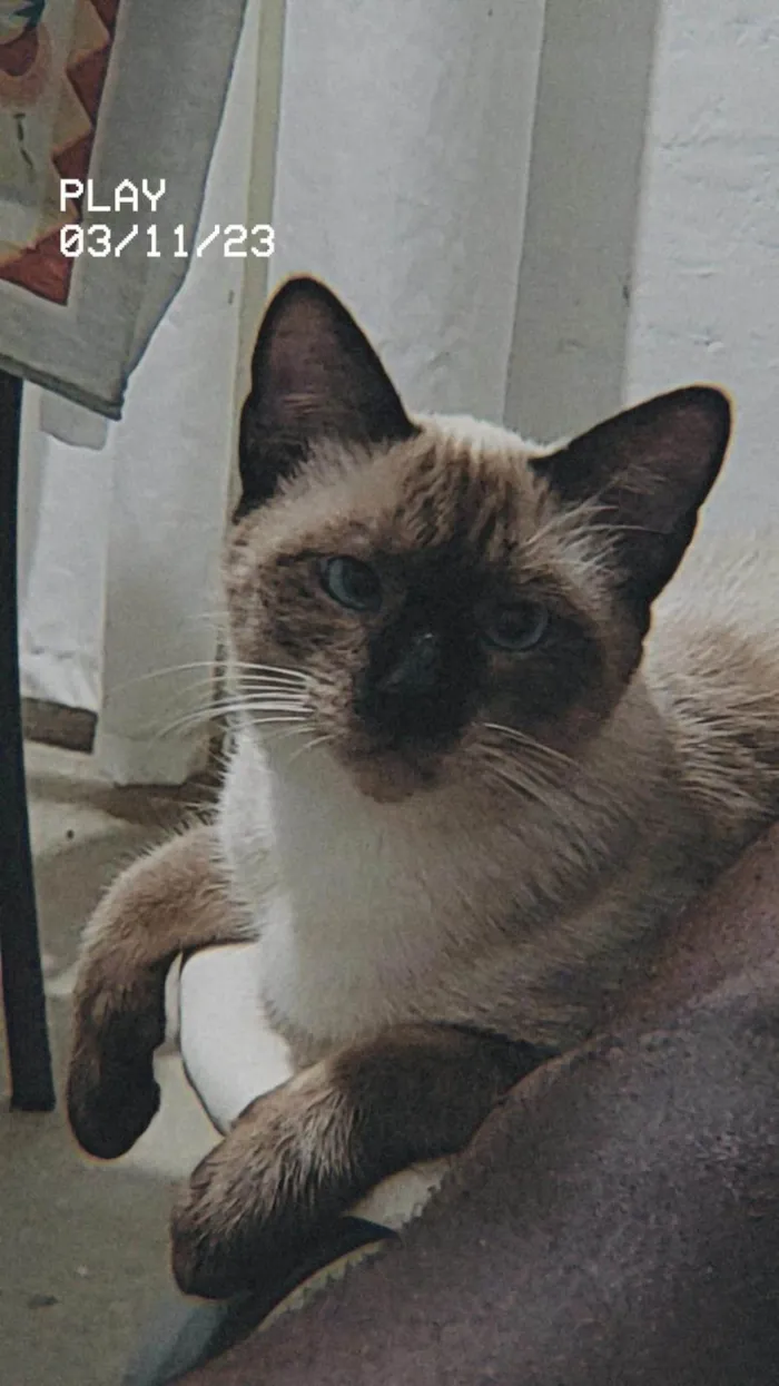 Gato ra a  idade 2 a 6 meses nome Chokito E Lilica