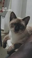Chokito E Lilica