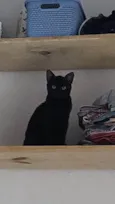 Chokito E Lilica