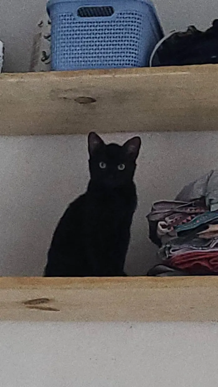 Gato ra a  idade 2 a 6 meses nome Chokito E Lilica