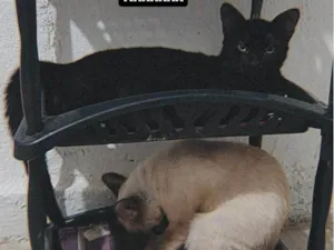 Gato raça  idade 2 a 6 meses nome Chokito E Lilica