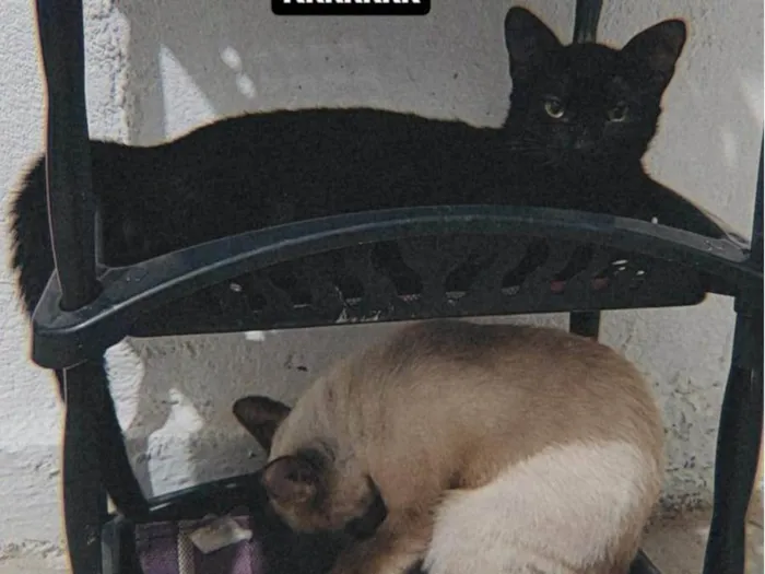 Gato ra a  idade 2 a 6 meses nome Chokito E Lilica