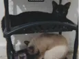 Chokito E Lilica