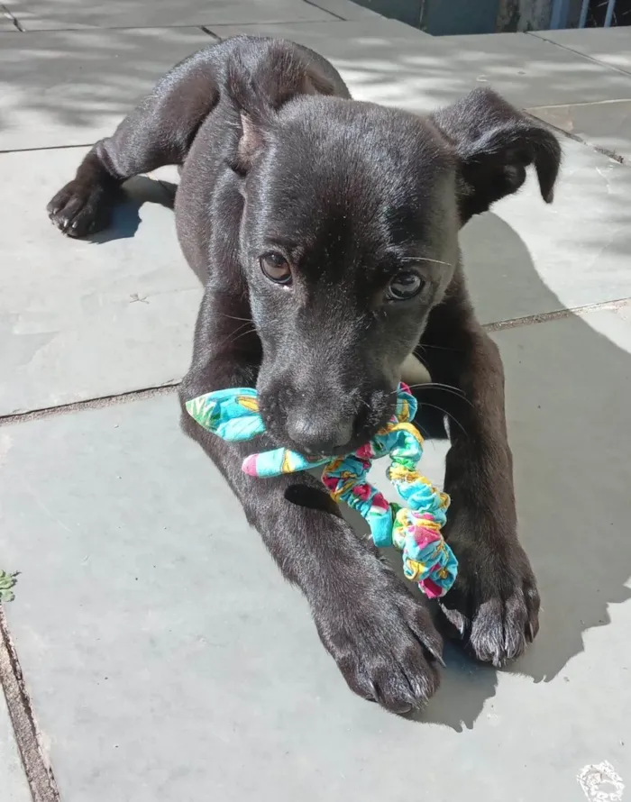 Cachorro ra a SRD-ViraLata idade 2 a 6 meses nome AMORA