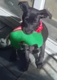 AMORA