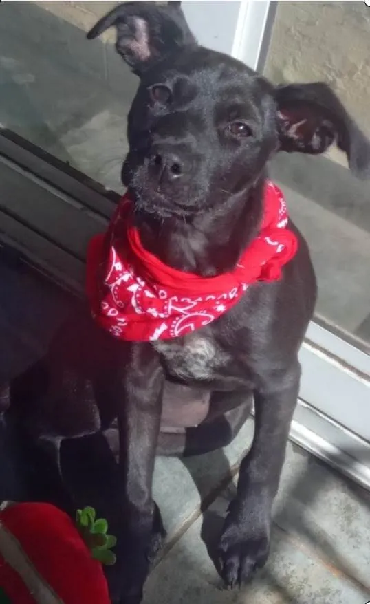 Cachorro ra a SRD-ViraLata idade 2 a 6 meses nome AMORA
