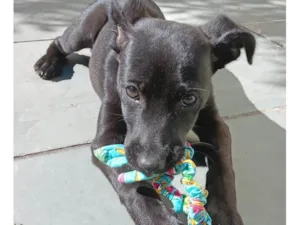 Cachorro raça SRD-ViraLata idade 2 a 6 meses nome AMORA