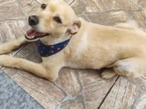 Cachorro raça Vira lata  idade 6 ou mais anos nome Kassy