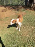 Hórus