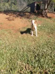 Hórus