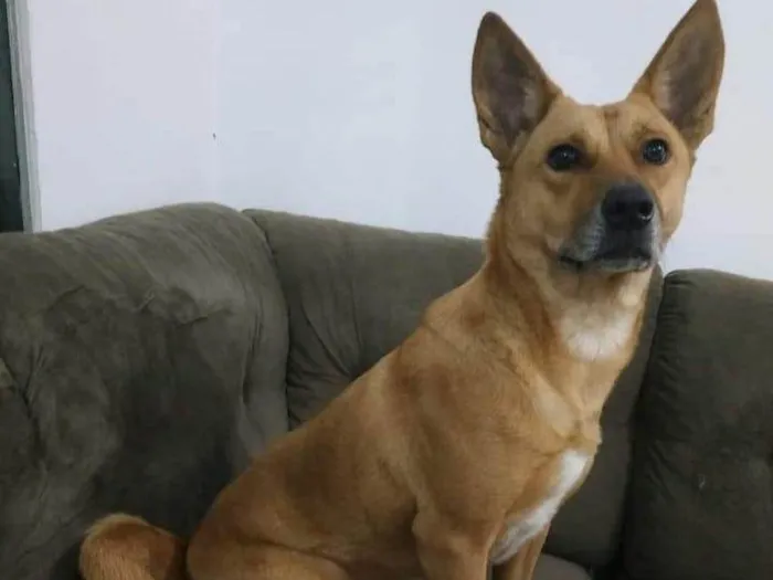 Cachorro ra a SRD-ViraLata idade 2 anos nome Cacu