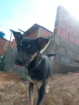 Estrela
