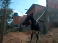 Estrela