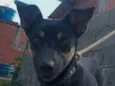 Estrela
