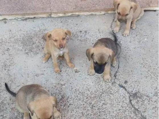 Cachorro ra a SRD-ViraLata idade 2 a 6 meses nome Sem nome