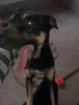 Estrela