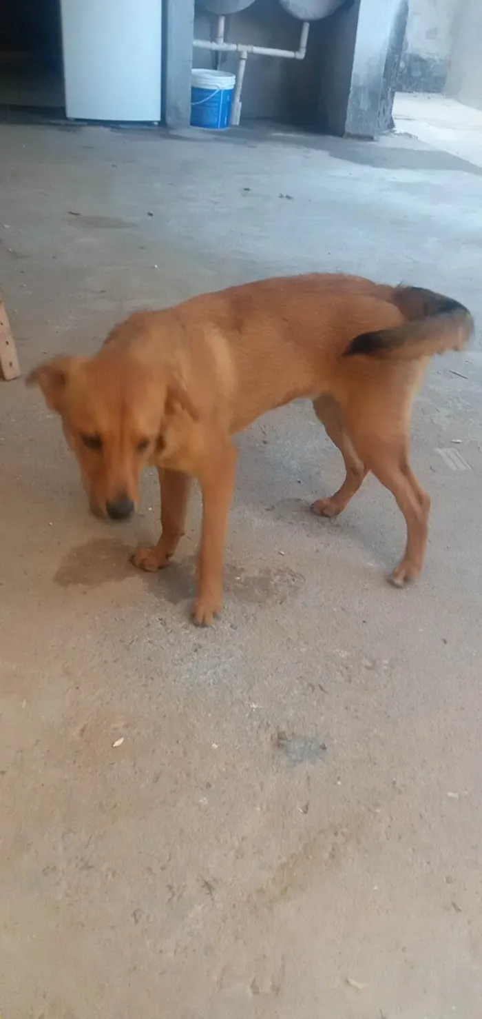 Cachorro ra a SRD-ViraLata idade 7 a 11 meses nome Spayk