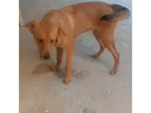Cachorro raça SRD-ViraLata idade 7 a 11 meses nome Spayk