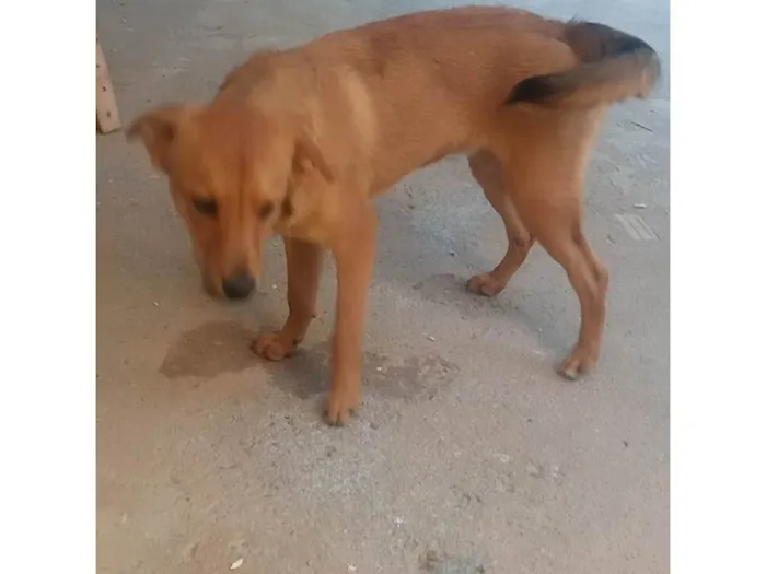 Cachorro ra a SRD-ViraLata idade 7 a 11 meses nome Spayk