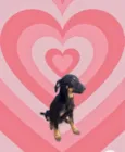 Tippy 11 meses boazinha