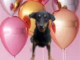 Tippy 11 meses boazinha