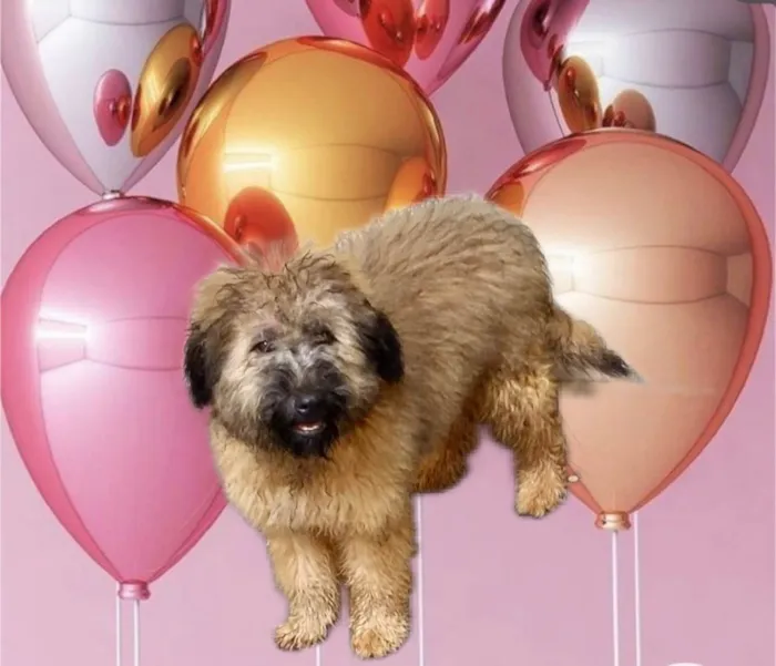 Cachorro ra a SRD-ViraLata idade 1 ano nome Luke porte pequeno 