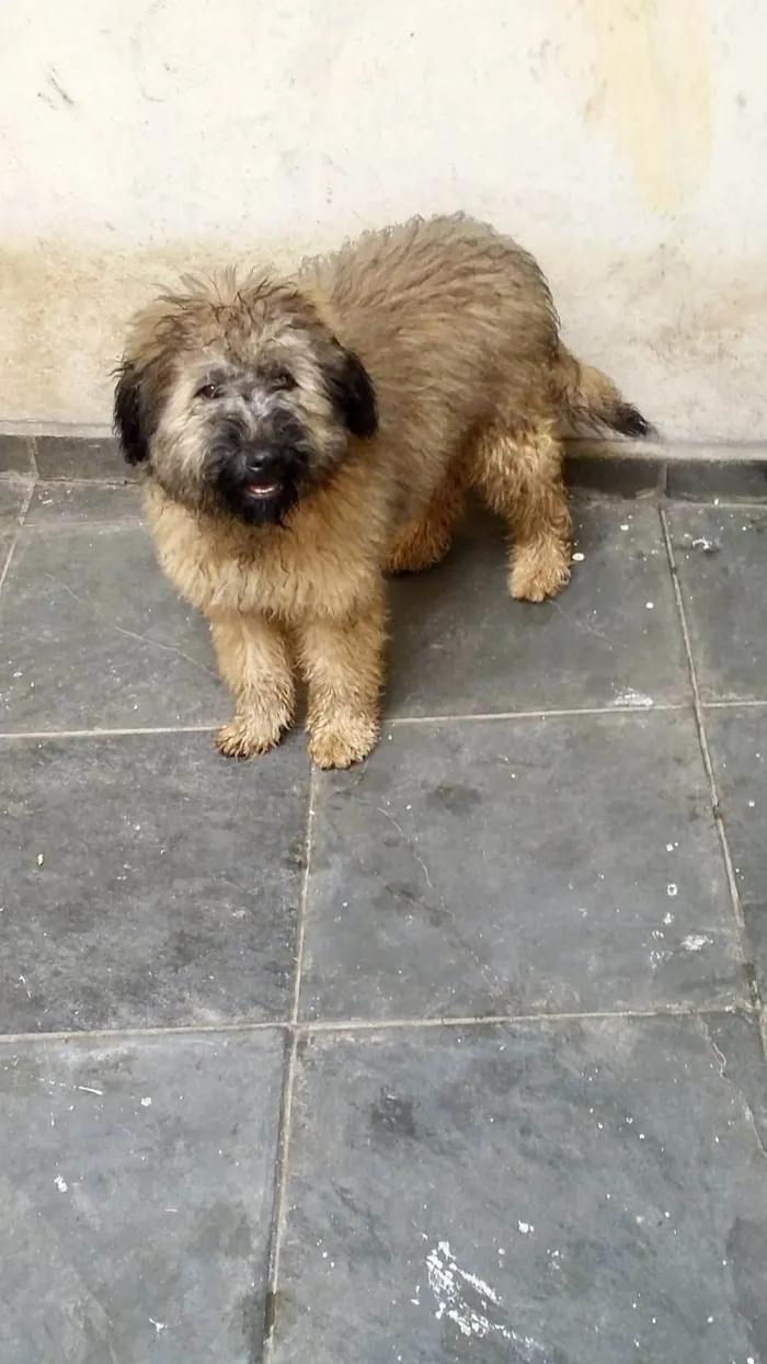 Cachorro ra a SRD-ViraLata idade 1 ano nome Luke porte pequeno 