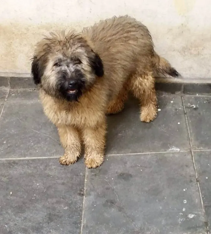 Cachorro ra a SRD-ViraLata idade 1 ano nome Luke porte pequeno 