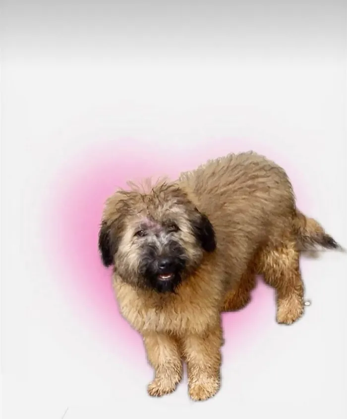 Cachorro ra a SRD-ViraLata idade 1 ano nome Luke porte pequeno 