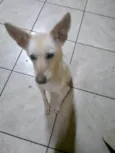Rex porte Pequeno