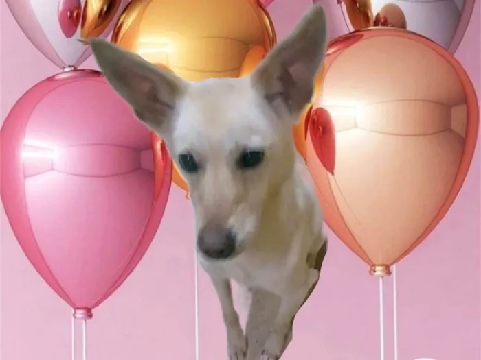 Cachorro ra a SRD-ViraLata idade  nome Rex porte Pequeno 