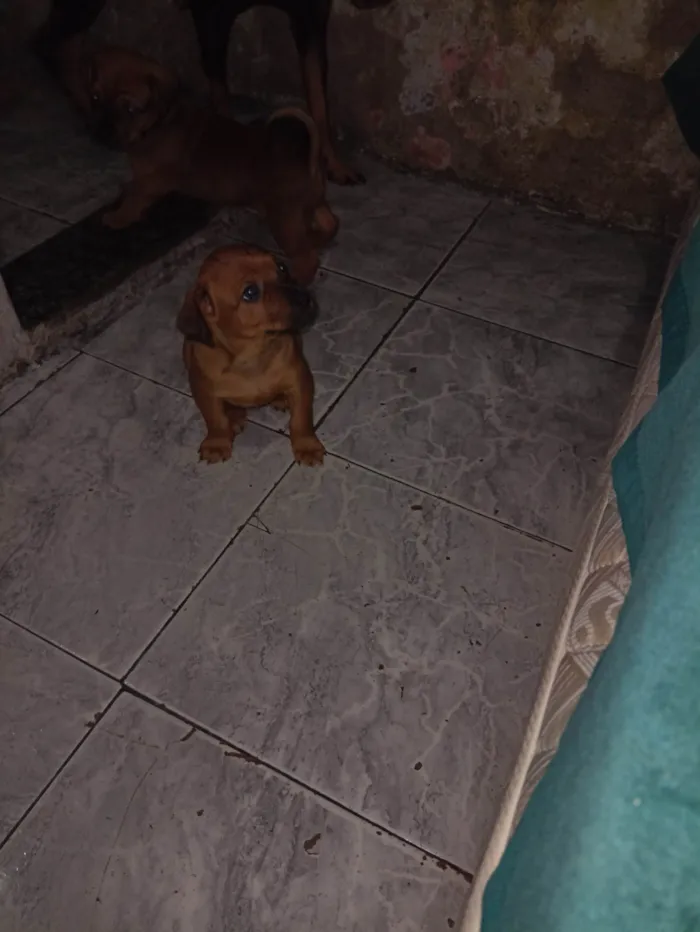 Cachorro ra a Vira lata  idade Abaixo de 2 meses nome Sem nome