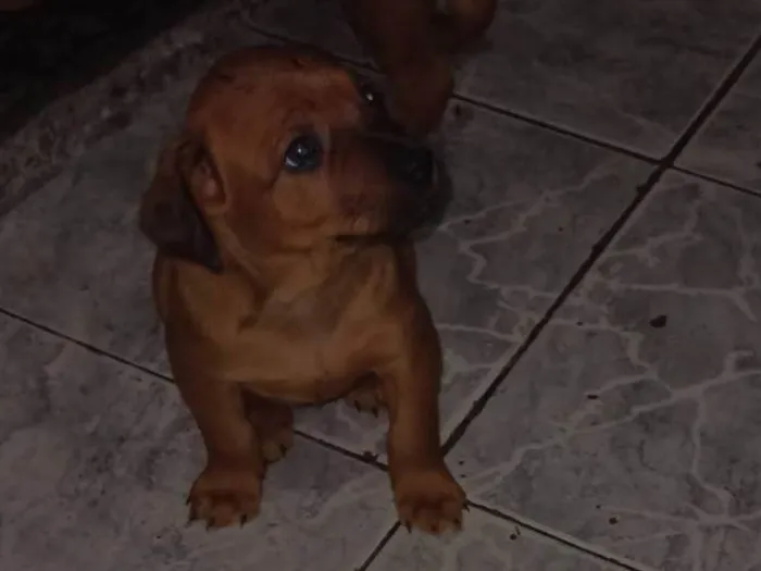 Cachorro ra a Vira lata  idade Abaixo de 2 meses nome Sem nome