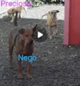 Nego