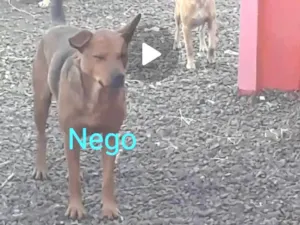 Cachorro raça  idade 6 ou mais anos nome Nego