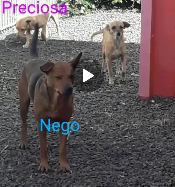 Cachorro ra a  idade  nome Preciosa 