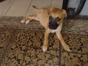 Cachorro raça SRD-ViraLata idade Abaixo de 2 meses nome Nome provisório Kitara