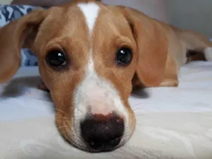 Cachorro raça SRD-ViraLata idade 7 a 11 meses nome Seco