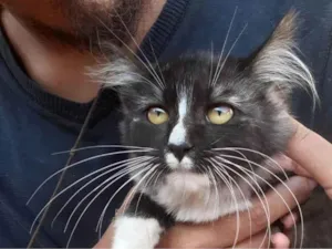 Gato raça SRD-ViraLata idade 2 a 6 meses nome sem nome