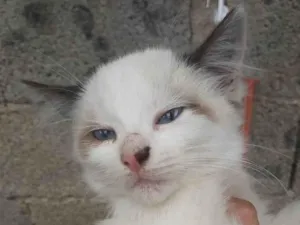 Gato raça SRD-ViraLata idade 2 a 6 meses nome sem nome