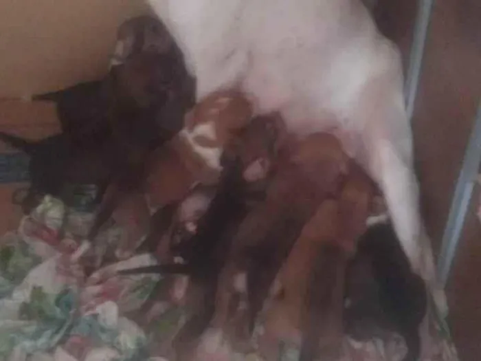 Cachorro ra a SRD-ViraLata idade 1 ano nome Madona