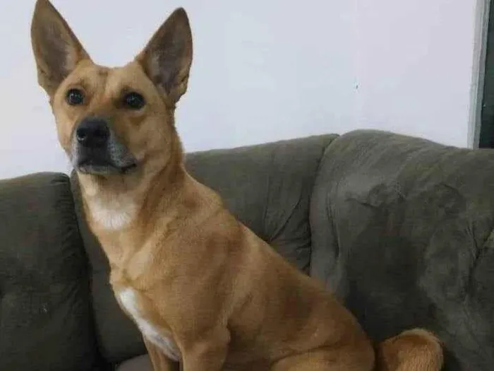 Cachorro ra a SRD-ViraLata idade 2 anos nome Cacu