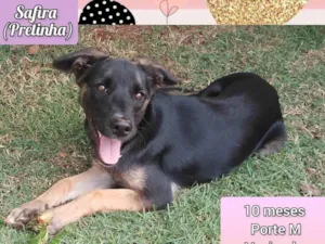 Cachorro raça SRD-ViraLata idade 7 a 11 meses nome Safira