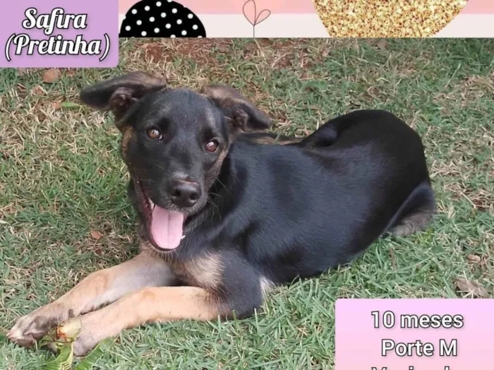 Cachorro ra a SRD-ViraLata idade 7 a 11 meses nome Safira