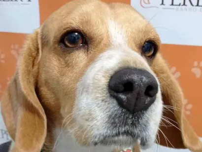 Cachorro raça Beagle idade 5 anos nome Lucky